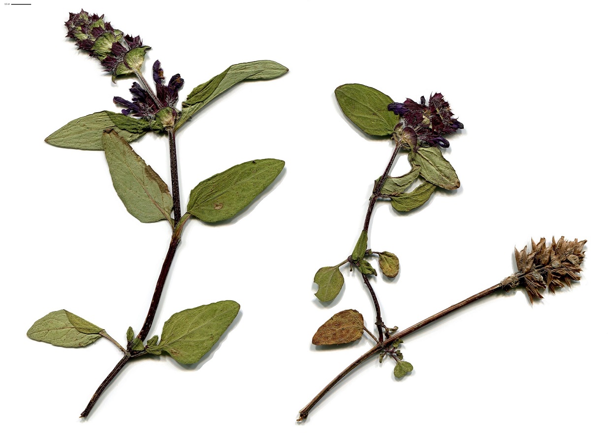 Prunella vulgaris (Lamiaceae)